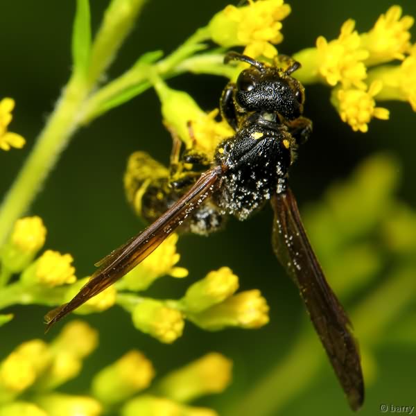 Discoelius dufourii Lepeletier de Saint Fargeau, 1841
